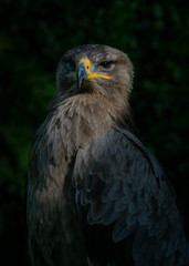 portrait of an eagle