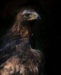 portrait of an eagle