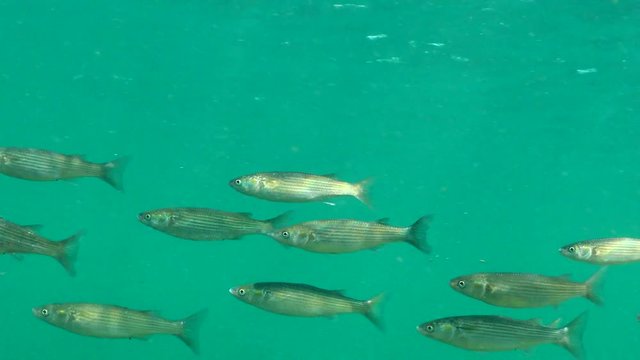 A flock of fast fish (Mugil cephalus)  in search of food over thickets of algae. Fauna of the Black Sea.
