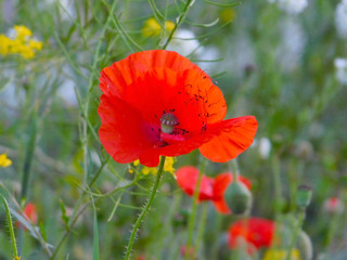 the wind carries away the flower seeds. red poppy. reproduction of the flower. wind-pollinated flower