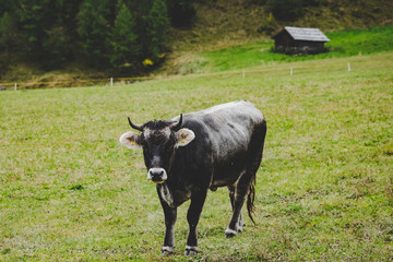 Kuh auf der Alm
