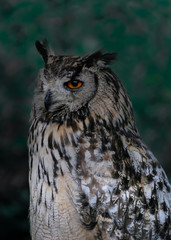 portrait of an owl
