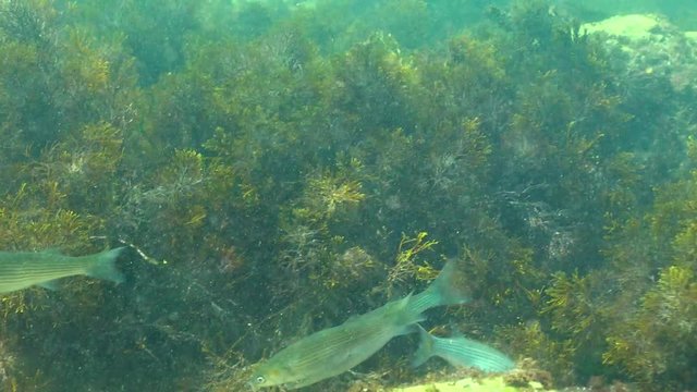 A flock of fast fish (Mugil cephalus)  in search of food over thickets of algae. Fauna of the Black Sea.