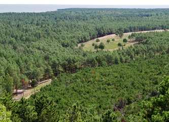 Wald auf Kurischer Nehrung