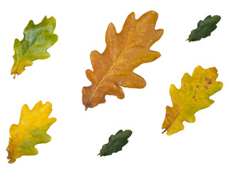 closeup of autumn colorful yellow oak leaves isolated on white background, pattern with six different leaf, useful for create artistic texture