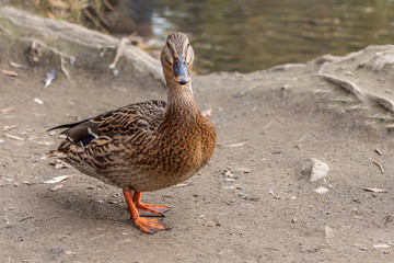 Gray and brown wet young adult duck with orange legs is standing on the gray soil by the pond in the park in autumn