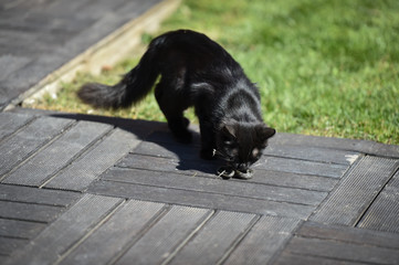 Black domestic cat catching a wild snake in a home garden