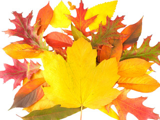 Autamn leaves of trees isolated on white.