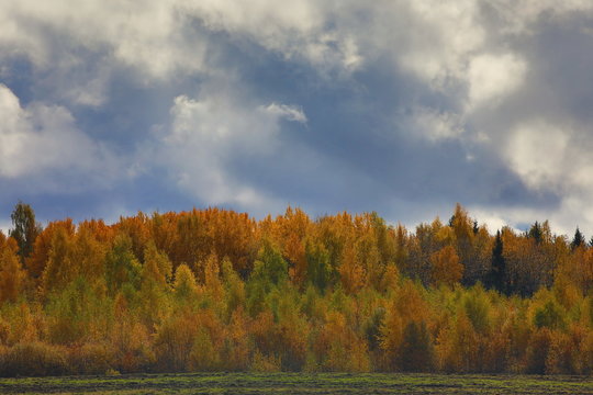 Fantastic sparkling beauty of autumn with glitter of Golden leaves under dramatic sky.A fascinating View of the Russian orange birch forest with falling leaves.Background image