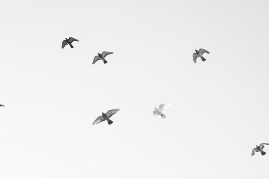 Bird pigeons fly in the sky. Black and white photo.