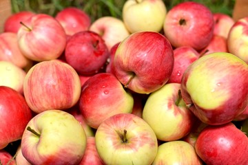  A large crop of fresh red apples.