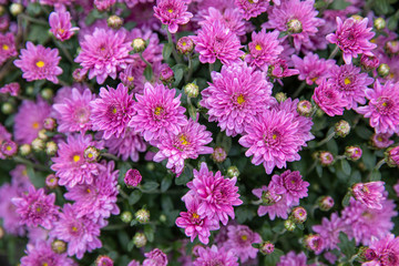 Fototapeta premium Light violet chrysanthemum flowers close up. Floral background.