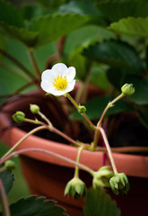 White flower strawberry in flower pot