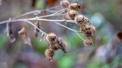 burdock branch