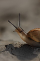 snail on rock