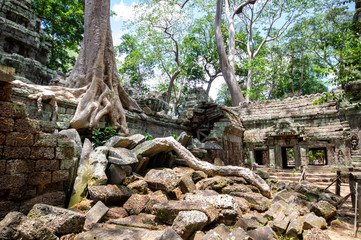 Fototapeta na wymiar huge tree roots at banteay kdei temple at angkor wat temple complex 