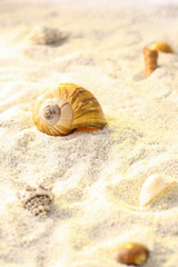 Sand background with shells and snails on tropical beach.