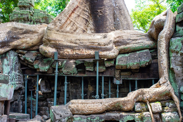 a huge root of a tree on a temple at anghor wat