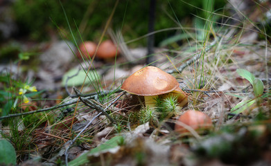 Mushrooms in the forest
