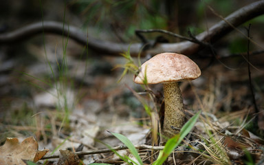 Mushrooms in the forest
