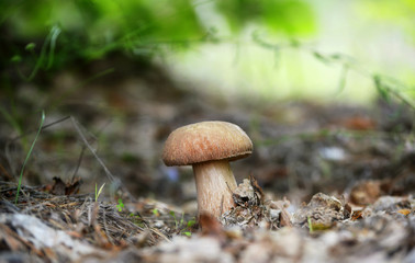 Mushrooms in the forest