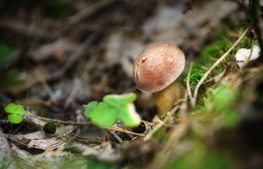 Mushrooms in the forest