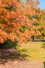 Trees with yellowing and red foliage in the park