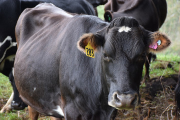 Healthy cows standing in a field on a farm, with ear tags, looking at the camera