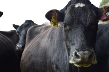 Healthy cows standing in a field on a farm, with ear tags, looking at the camera