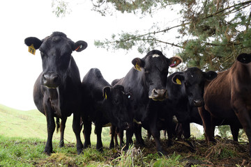 Healthy cows standing in a field on a farm, with ear tags, looking at the camera