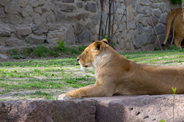 Lioness resting 