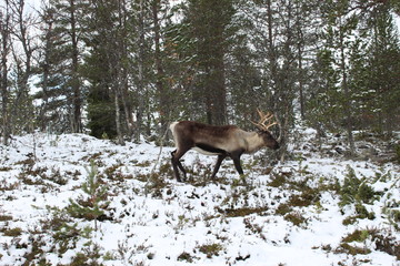 Reindeer in northern Sweden