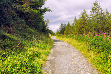 Fototapeta na wymiar wide angle shoot summer countryside morning,Northern Ireland
