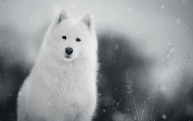Fototapeta premium White dog in winter forest