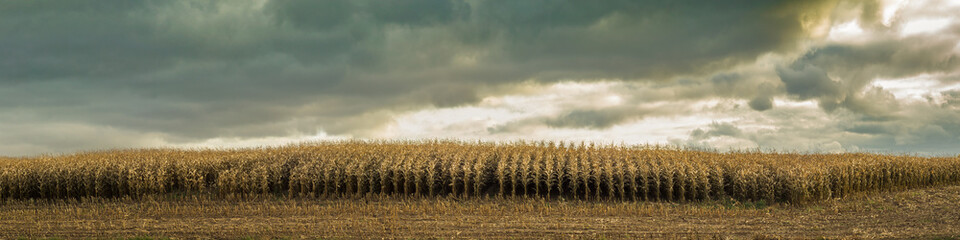 Autumn agricultural landscape. wide panoramic view of the October corn field with ripe grain and stubble before harvesting under a cloudy dramatic sky in overcast weather