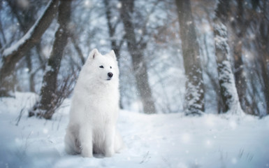 Obraz premium White dog in winter forest