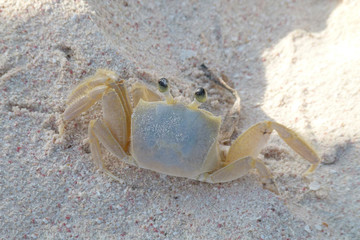 sea ​​crab creeping on white sand. close-up. macro shot