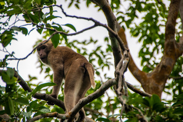 monkey on a tree