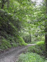 road in forest 