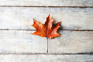 Naklejka na ściany i meble Autumn wood background with orange maple leaves