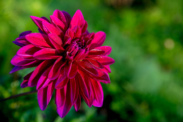 Dahlia Autumn flower design.Copy space.Blooming Aster Autumn Flowers Art Design over green Background.Burgundy flowers.