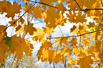 Autumn leaves under a sunny blue sky