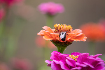 bee on a flower in the rainm and wind taking shelter 