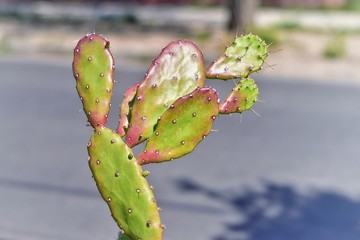 buds on branch