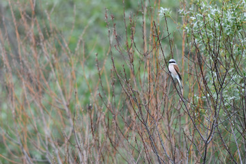 Neuntöter (Lanius collurio) - Red-backed shrike
