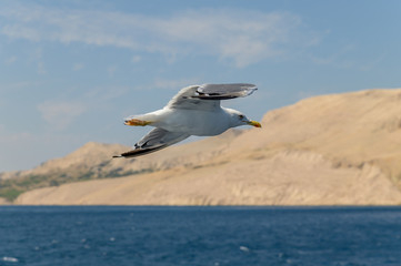 Fototapeta premium adria croatia pag