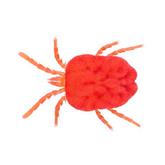 Velvet Mite Trombidium holosericeumis a species of mite in the genus Trombidium isolated on white background. Dorsal view of red velvet mite.