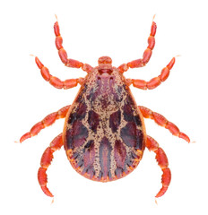 Acari tick Dermacentor marginatus isolated on white background. Dorsal view of male ixodes tick.