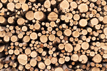 Woodpile from fresh cuts of a tree of small diameter, harvesting