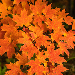 autumn leaves